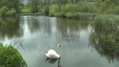 Swan on lake