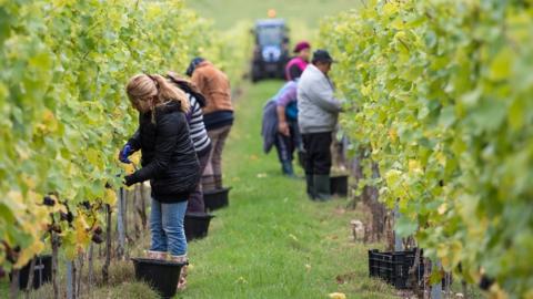 Migrant workers in a UK vineyard