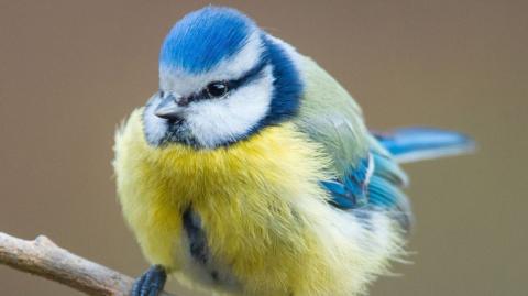 A blue tit