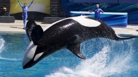 Trainers work with Orca killer whales during a show at the animal theme park SeaWorld in San Diego, California (19 March 2014)