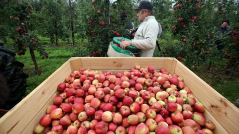 Apple pickers