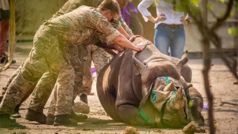 Undated handout photo issued by the Ministry of Defence (MOD) of a black rhino being transported to Malawi.