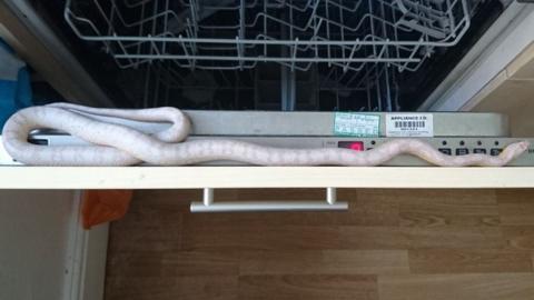 The corn snake in the dishwasher