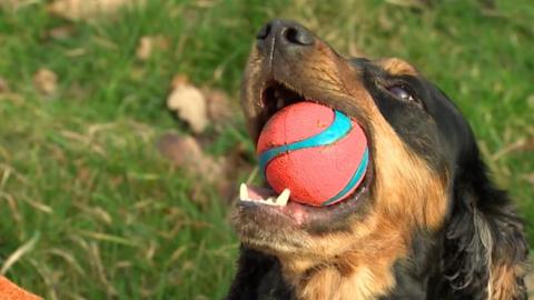 dog with ball in mouth