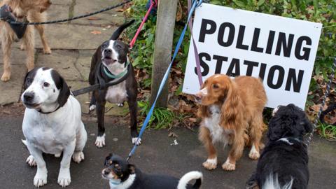 Dogs at polling station