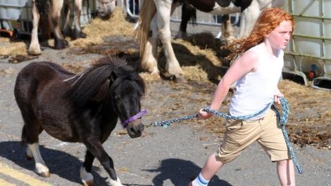 Child with miniature pony