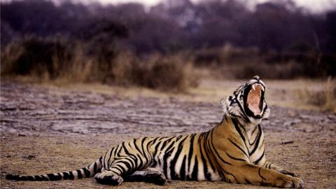 A tiger yawns at the Ranthambore National Park, in India's northwestern Rajasthan state (image 8 June 2012)