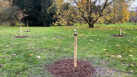 Trees planted in Bute Park