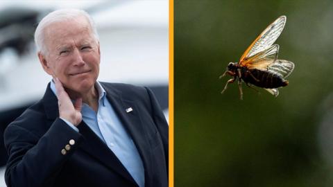 Joe Biden and cicada