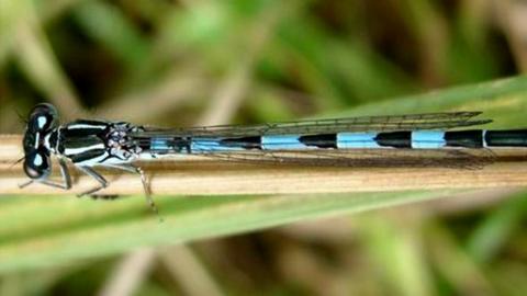 Southern Damselfly - photo by Hugh Venables