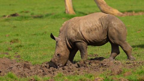 Baby rhino digging into the ground