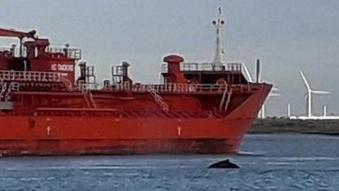 Whale in Thames