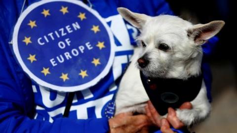 Dog and owner on pro-EU march in London