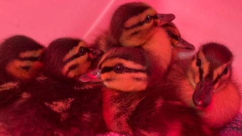 Ducklings under a heat lamp