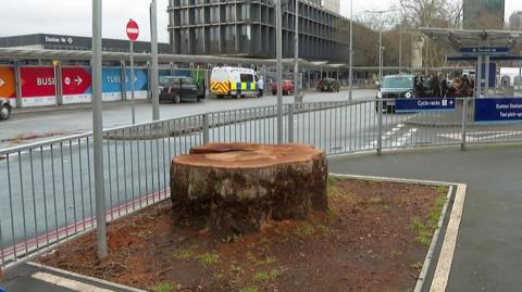 A felled tree in the HS2 path in Euston