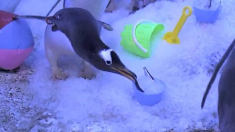 Penguin eating a fish from a bucket filled with ice