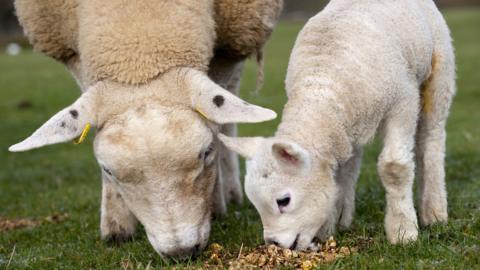 Sheep and lamb