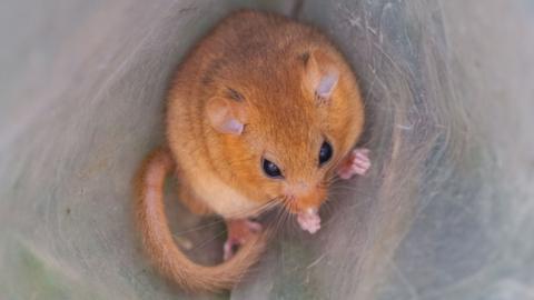 Dormouse in a plastic bag