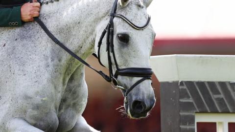 A close-up of a horse competing at the Badminton Horse Trials in 2022