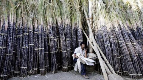 An Indian vendor sits among sugarcane kept at the main wholesale market ahead of celebrations surrounding the festival of Pongal in Bangalore,