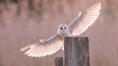 Owl landing on a gate post