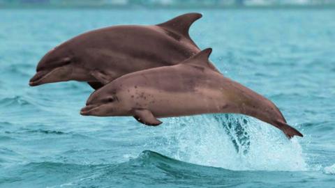 dolphins in the water