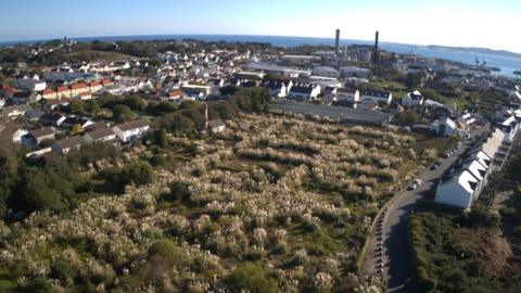 Aerial shot of the Kenilworth Vinery site