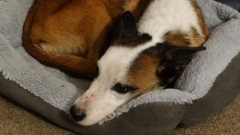 Benny the dog in his bed, a rescue corgi cross, back curled up in his bed