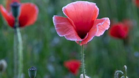 The poppies have appeared near Leamington Spa