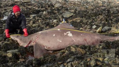 A huge 14ft (4.2m) smalltooth sand tiger shark has washed up in County Wexford in the Republic of Ireland.