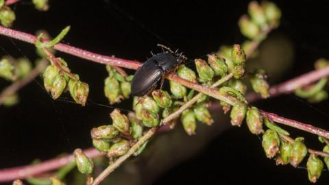 Wormwood moonshiner beetle on field wormwood plant