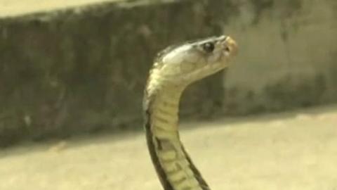 Still of a cobra