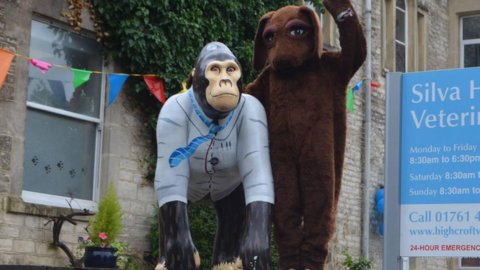 Charlie the gorilla sat outside the vets