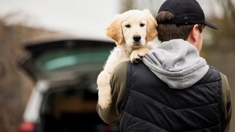 Man stealing a dog