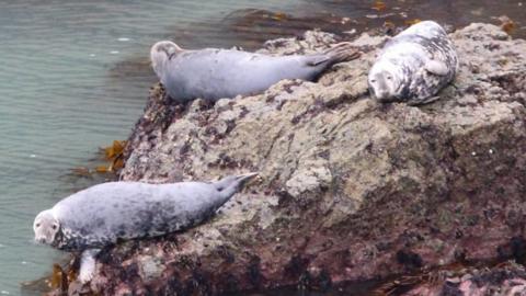 Seals on rocks