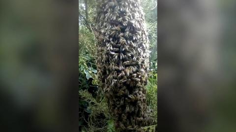 The colony of bees in Bridgnorth