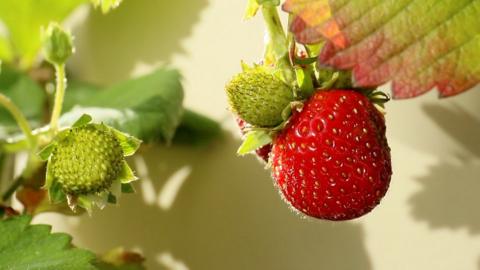 A strawberry