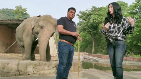 cher and kavaan the elephant
