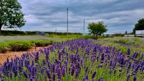 A field of lavender in the foreground with heavy cloudy blue skies above