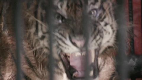 Sumatran tiger in a cage