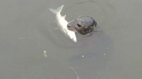 Seal in Channelsea River