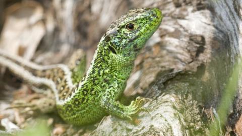 A sand lizard