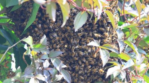 Swarm of bees in a garden in Grimsby.