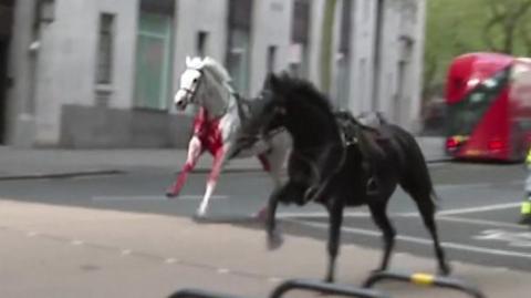 Runaway horses in central London