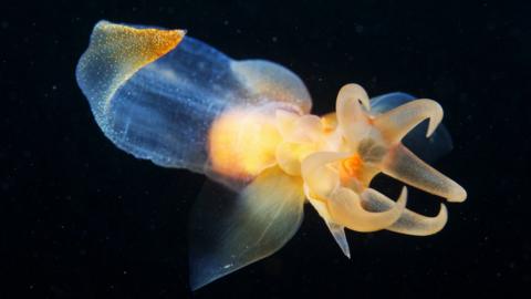 Clione limacina/sea slug swimming in the dark in the sea