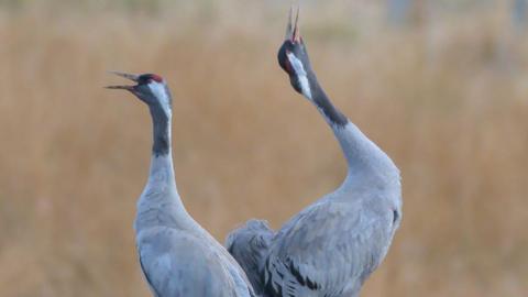 Crane pair