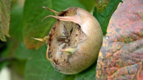 A brown and green fruit on a tree. It is surrounded by brown and green leaves.