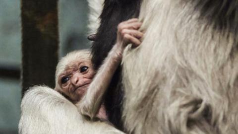 Baby gibbon holding on to mother's fur