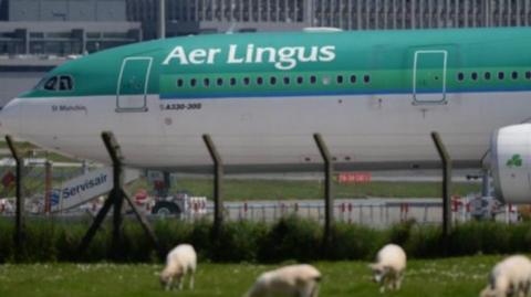 A green and white Aer Lingus on an airport tarmac with a fence in front and grazing sheep