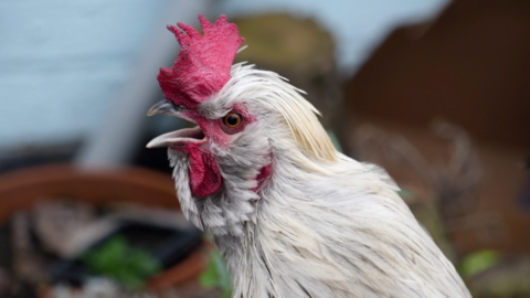 A cockerel with white feathers and a red beak. It is turned towards the left of the photograph.